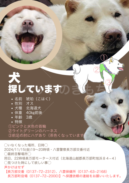 迷子犬の画像