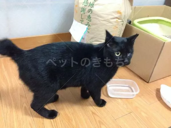 迷子猫の画像