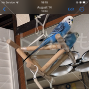 迷子鳥の画像