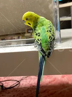 コメントの画像