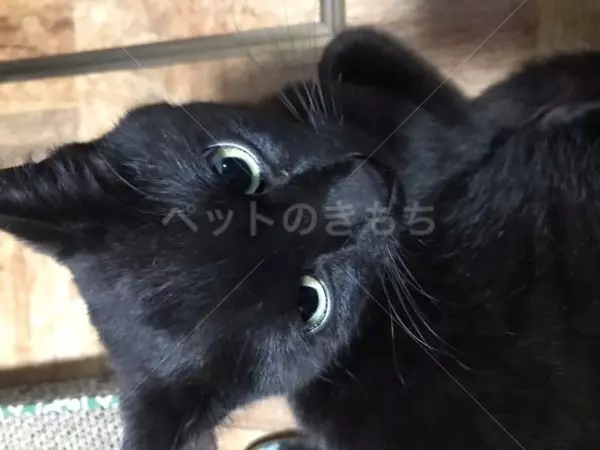 迷子猫の画像