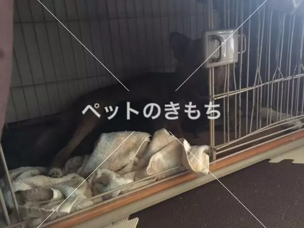 コメント投稿の画像