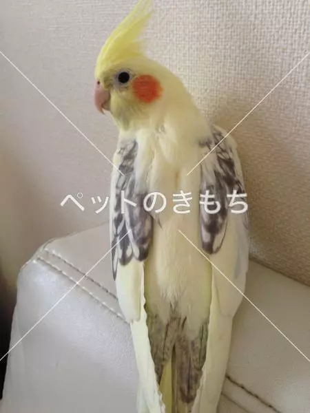 迷子鳥の画像