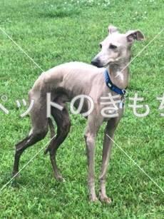 福岡県で犬が迷子になりました 犬種 イタリアングレーハウンド 投稿no 6761