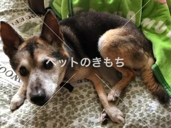 迷子犬の画像