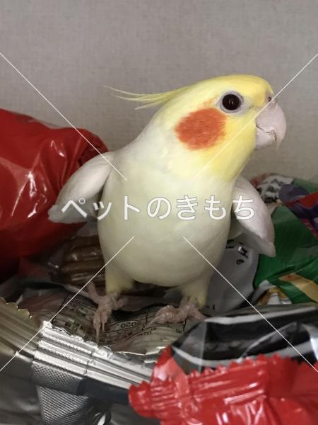 迷い鳥の写真