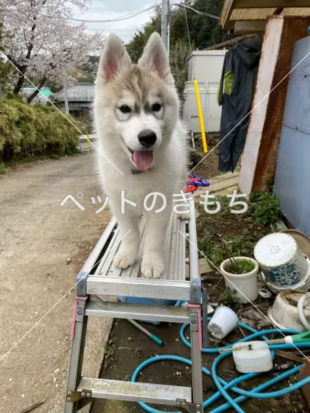迷子犬の画像