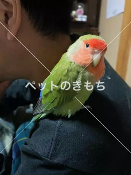 迷子鳥の画像