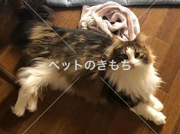 迷子猫の画像