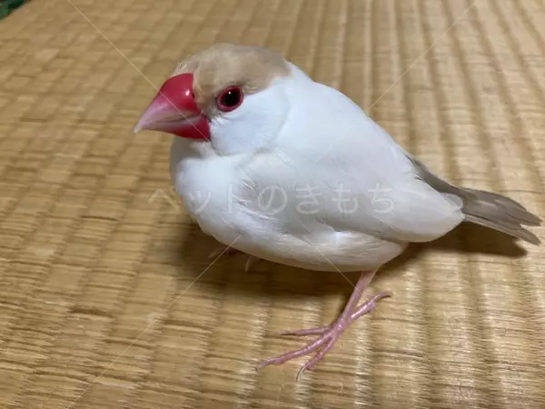 迷子鳥の画像