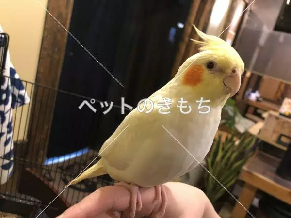 保護鳥の画像