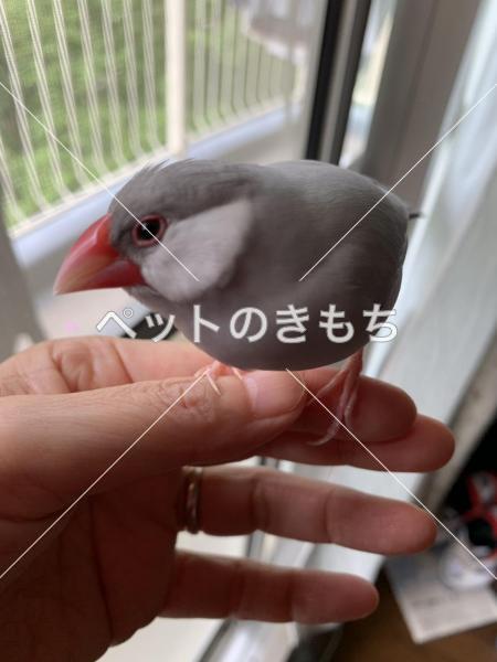 迷い鳥の写真