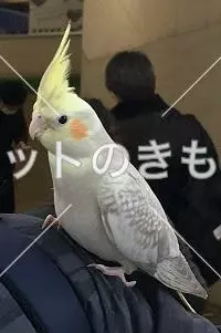 コメント投稿の画像