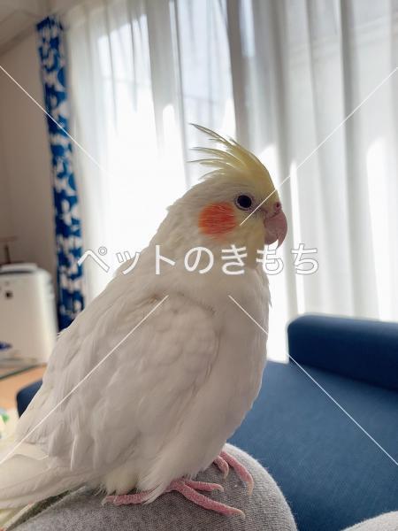 迷子鳥の画像