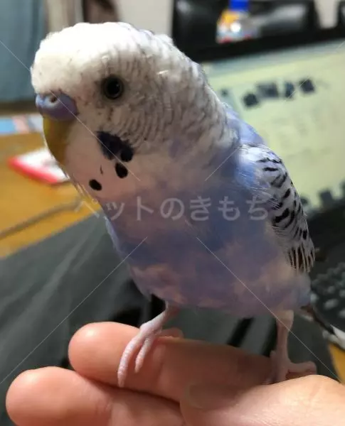 迷子鳥の画像
