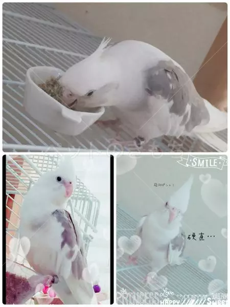 迷子鳥の画像