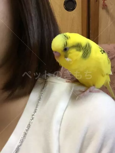 迷子鳥の画像
