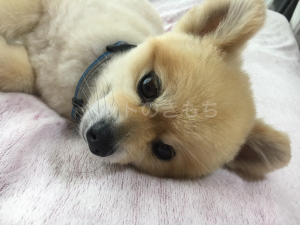 迷子犬を探しています の No 39