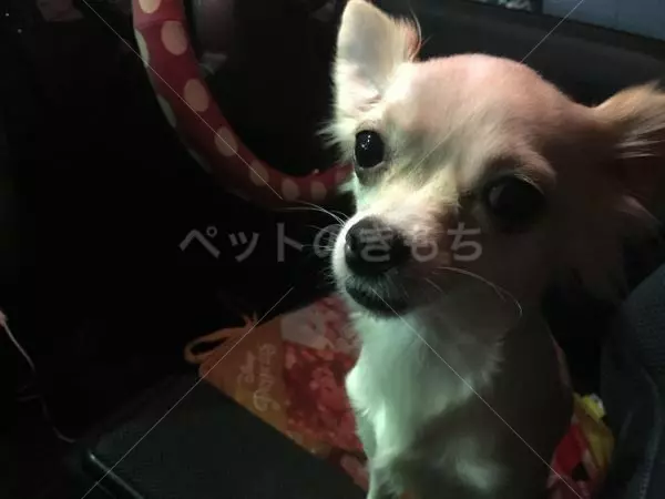 迷子犬の画像