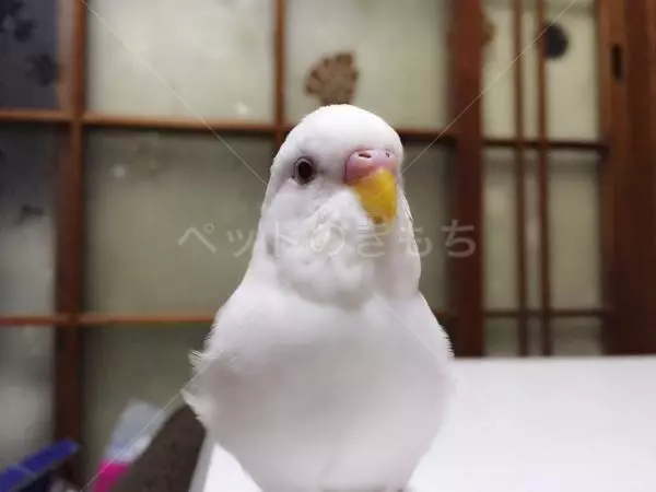 迷子鳥の画像