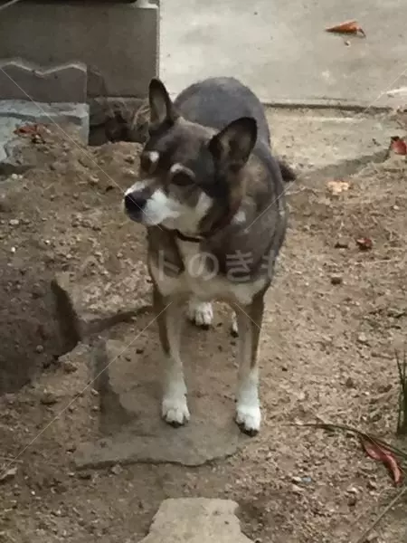 迷子犬の画像