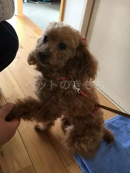 コメント投稿の画像