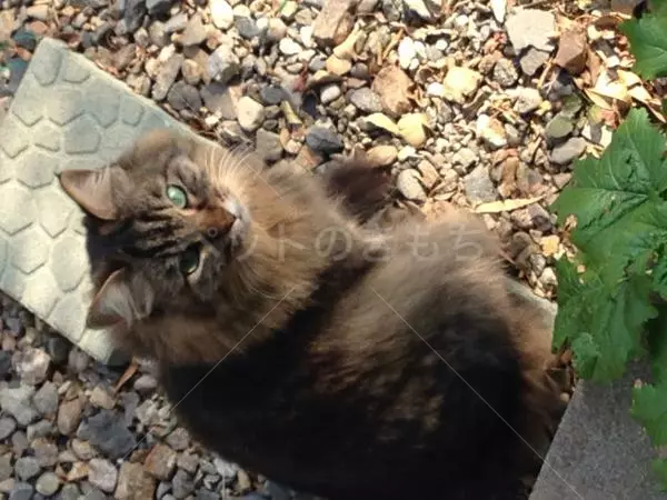 迷子猫の画像