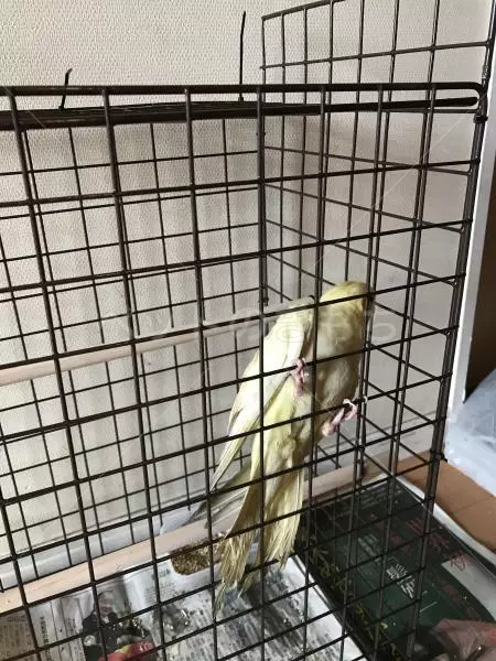 コメント投稿の画像