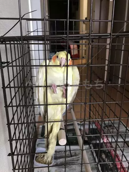 コメント投稿の画像