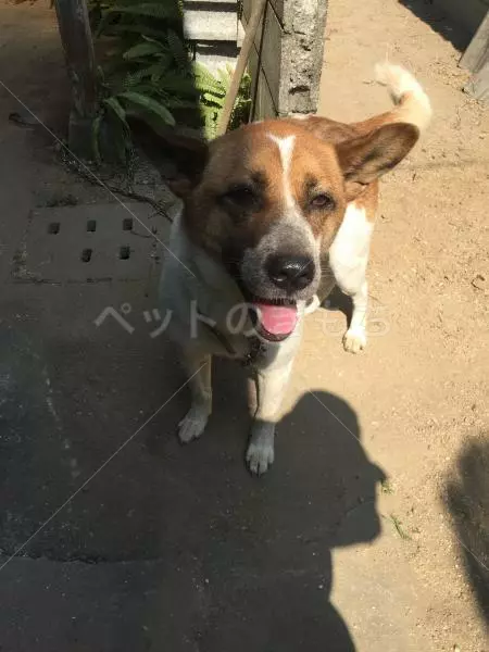 迷子犬の画像