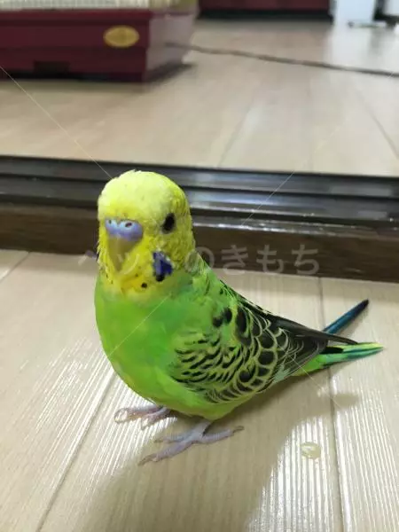 迷子鳥の画像