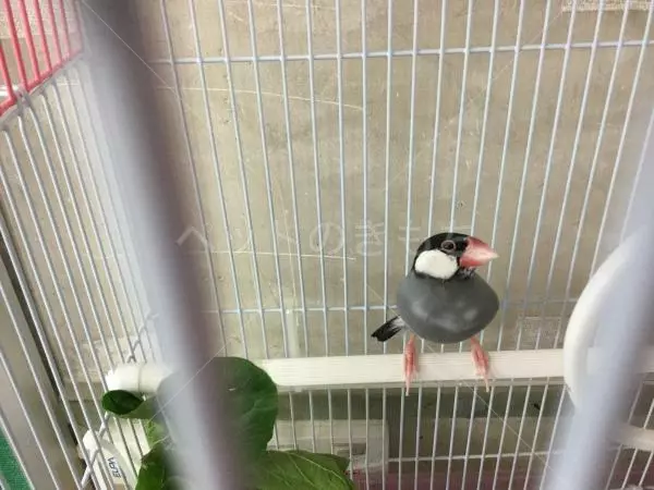 コメント投稿の画像