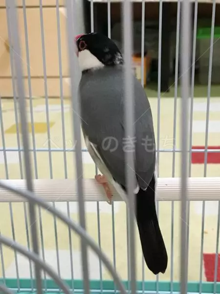 コメント投稿の画像