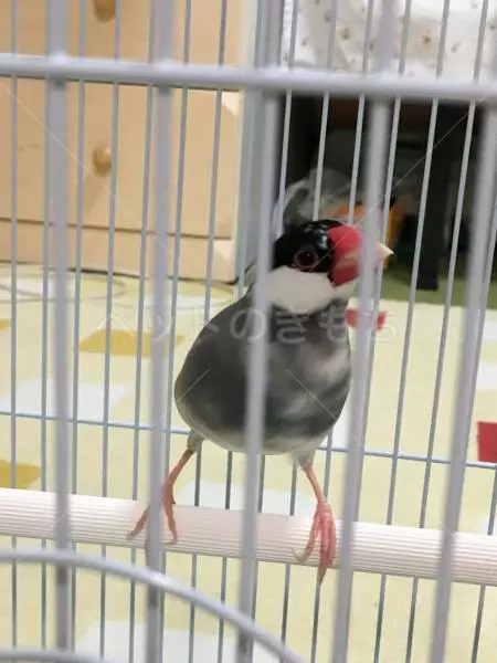 コメント投稿の画像