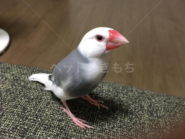 迷子鳥の画像