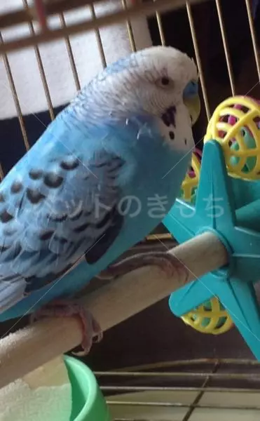 迷子鳥の画像