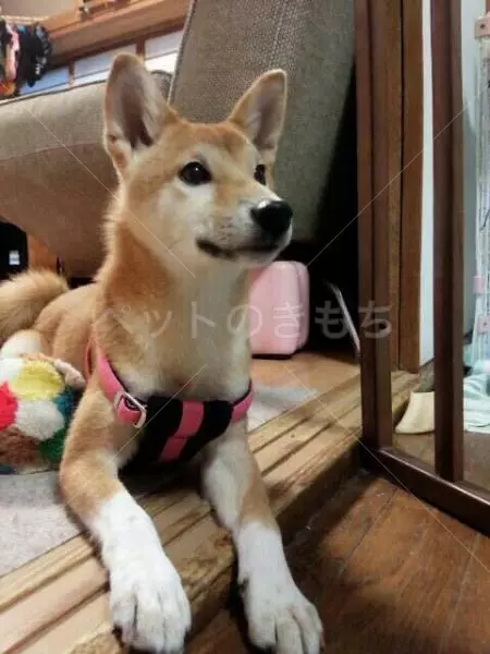 迷子犬の画像