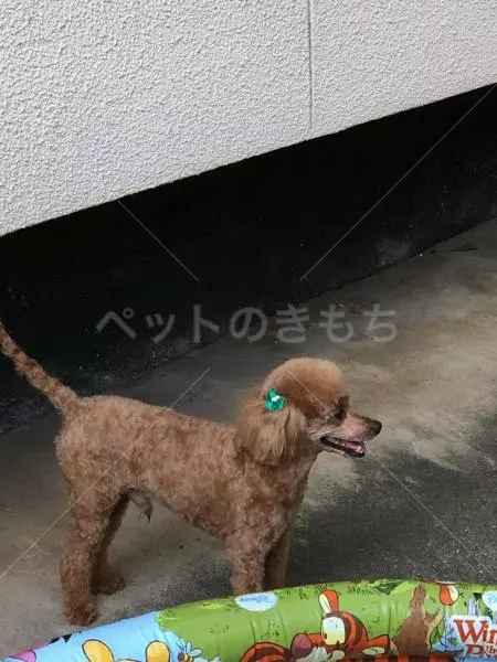 迷子犬の画像