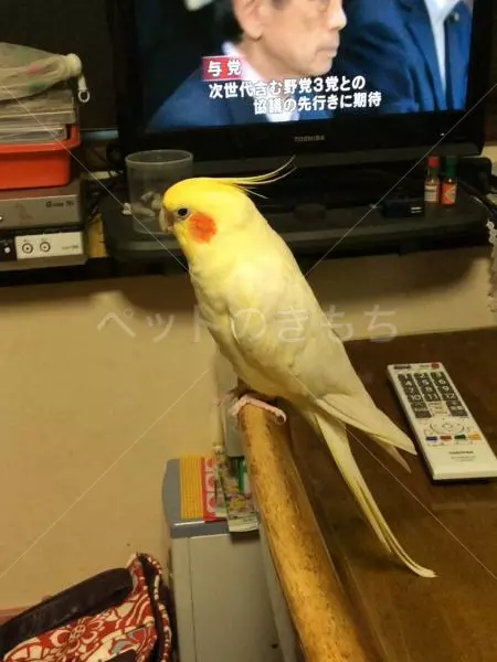 迷子鳥の画像