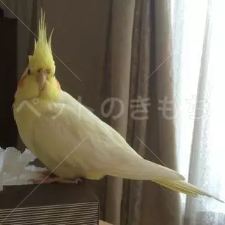 迷子鳥の画像