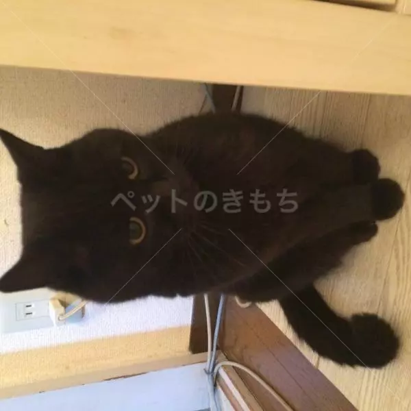迷子猫の画像