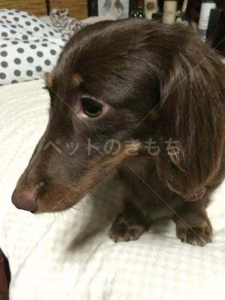 迷子犬の画像