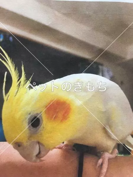 迷子鳥の画像