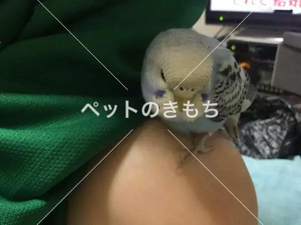保護鳥の画像