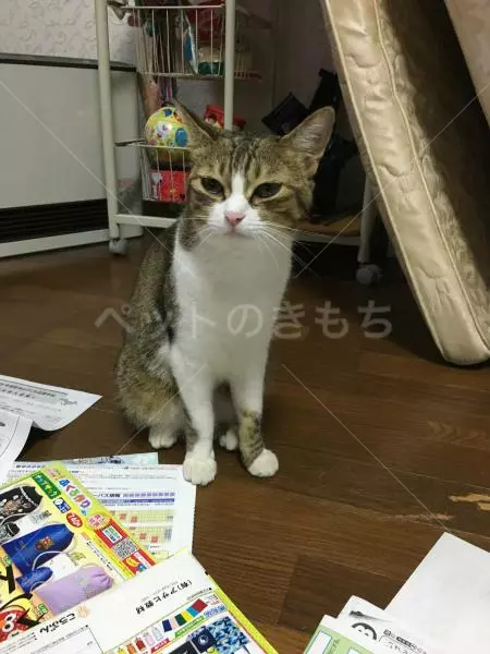 迷子猫の画像