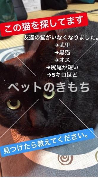 迷子猫の画像