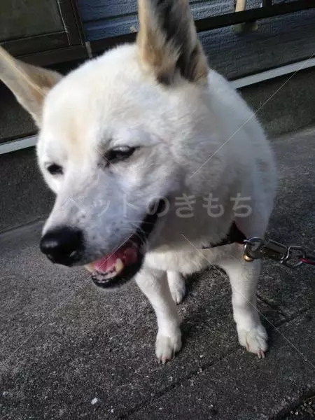 迷子犬の画像