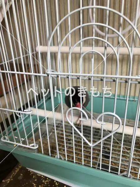 コメント投稿の画像