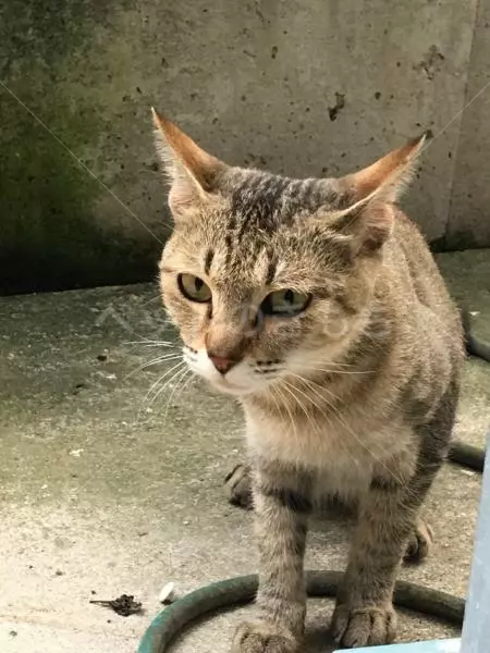 保護猫の画像