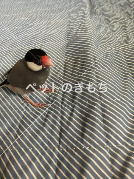 コメント投稿の画像